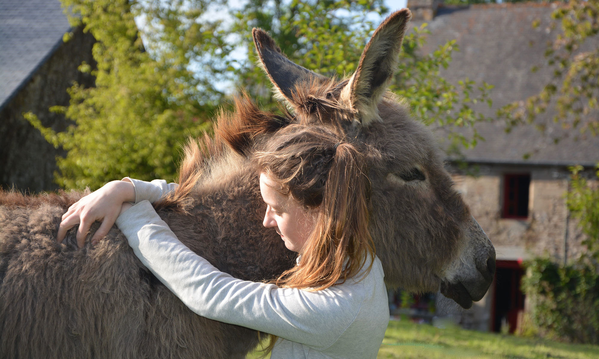 donkey hug